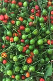 Peperoncino Chiltepin Pepper Seeds for Planting – Heirloom, Non-GMO, Compact Chili Organic Garden Seeds with High Germination