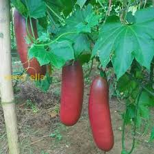 Cassabanana Seeds for Planting – Heirloom, Non-GMO, Tropical Fruit Organic Garden Seeds with High Germination and Unique Aroma