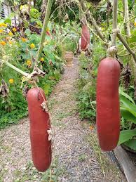 Cassabanana Seeds for Planting – Heirloom, Non-GMO, Tropical Fruit Organic Garden Seeds with High Germination and Unique Aroma