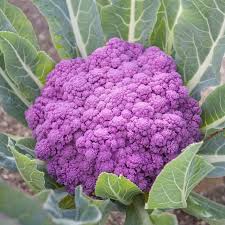 Pink Cauliflower Seeds for Planting – Heirloom, Non-GMO, Vibrant Color Organic Garden Seeds with High Germination