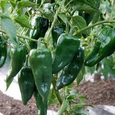 Ancho Poblano Pepper Seeds for Planting – Heirloom, Non-GMO, Mild Heat Organic Garden Seeds with High Germination for Culinary Use