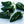 Ancho Poblano Pepper Seeds for Planting – Heirloom, Non-GMO, Mild Heat Organic Garden Seeds with High Germination for Culinary Use
