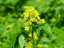 Heirloom Mustard Seeds for Planting – Non-GMO, Spicy Organic Garden Greens with High Germination for Salads and Pickling