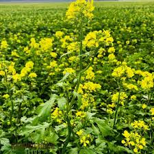 Heirloom Mustard Seeds for Planting – Non-GMO, Spicy Organic Garden Greens with High Germination for Salads and Pickling