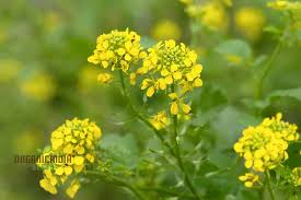 Heirloom Mustard Seeds for Planting – Non-GMO, Spicy Organic Garden Greens with High Germination for Salads and Pickling
