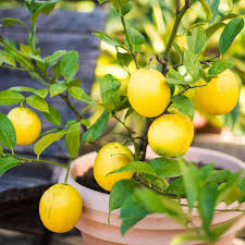Lemon Vegetable Seeds for Planting – Heirloom, Non-GMO, Fresh Citrus Growth – Organic Garden Seeds