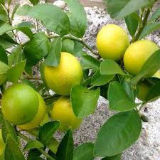 Lemon Vegetable Seeds for Planting – Heirloom, Non-GMO, Fresh Citrus Growth – Organic Garden Seeds