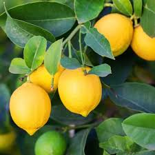 Lemon Seeds for Planting – Heirloom, Non-GMO, Tangy Citrus Organic Garden Seeds with High Germination for Home Growing