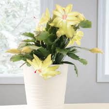 Yellow Schlumbergera Seeds for Planting – Heirloom, Non-GMO, Colorful Blooms – Organic Garden Seeds