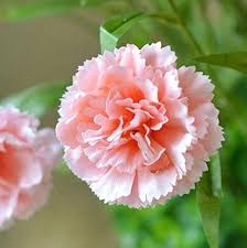 Baby Pink Carnation Flower Seeds for Planting - Heirloom, Non-GMO, High Germination, Organic Garden Seeds