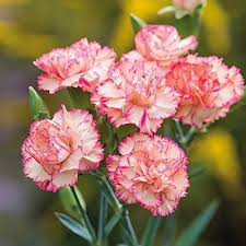 Baby Pink Carnation Flower Seeds for Planting - Heirloom, Non-GMO, High Germination, Organic Garden Seeds