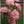 Baby Pink Carnation Flower Seeds for Planting - Heirloom, Non-GMO, High Germination, Organic Garden Seeds