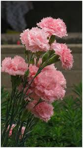 Baby Pink Carnation Flower Seeds for Planting - Heirloom, Non-GMO, High Germination, Organic Garden Seeds