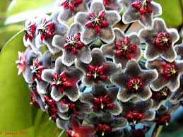 Black Red Hoya Flower Seeds for Planting – Heirloom, Non-GMO, High Germination, Organic Garden Seeds