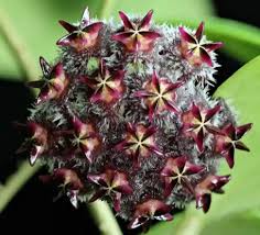 Black Red Hoya Flower Seeds for Planting – Heirloom, Non-GMO, High Germination, Organic Garden Seeds