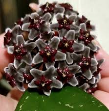 Black Red Hoya Flower Seeds for Planting – Heirloom, Non-GMO, High Germination, Organic Garden Seeds