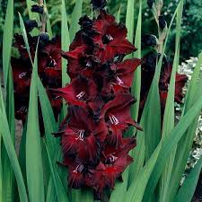 Red Black Gladiolus Flower Seeds for Planting – Heirloom, Non-GMO, High Germination, Organic Garden Seeds