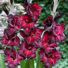 Red Black Gladiolus Flower Seeds for Planting – Heirloom, Non-GMO, High Germination, Organic Garden Seeds