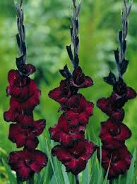 Red Black Gladiolus Flower Seeds for Planting – Heirloom, Non-GMO, High Germination, Organic Garden Seeds