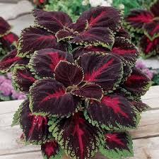Maroon Coleus Seeds for Planting – Heirloom, Non-GMO, High Germination, Organic Garden Seeds for Long Bloom Season