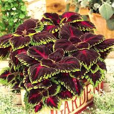 Maroon Coleus Seeds for Planting – Heirloom, Non-GMO, High Germination, Organic Garden Seeds for Long Bloom Season