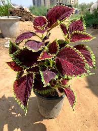 Maroon Coleus Seeds for Planting – Heirloom, Non-GMO, High Germination, Organic Garden Seeds for Long Bloom Season