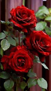 Red Rose Flower Seeds for Planting – Heirloom, Non-GMO, High Germination, Organic Garden Seeds for Home Gardens