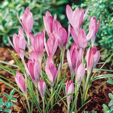 Baby Pink Crocus Flower Seeds for Planting – Heirloom, Non-GMO, High Germination, Organic Garden Seeds, Easy to Grow