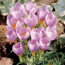 Baby Pink Crocus Flower Seeds for Planting – Heirloom, Non-GMO, High Germination, Organic Garden Seeds, Easy to Grow