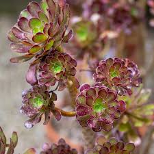 Brown Green Succulent Flower Seeds for Planting – Heirloom, Non-GMO, High Germination, Organic Garden Seeds, Vibrant Colors