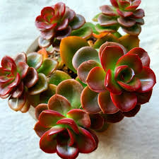 Brown Green Succulent Flower Seeds for Planting – Heirloom, Non-GMO, High Germination, Organic Garden Seeds, Vibrant Colors