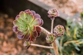 Brown Green Succulent Flower Seeds for Planting – Heirloom, Non-GMO, High Germination, Organic Garden Seeds, Vibrant Colors