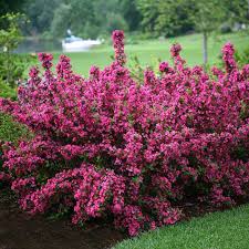 Pink Weigela Flower Seeds for Planting – Heirloom, Non-GMO, High Germination, Organic Garden Seeds, Bright Blooming Shrub