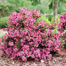 Pink Weigela Flower Seeds for Planting – Heirloom, Non-GMO, High Germination, Organic Garden Seeds, Bright Blooming Shrub