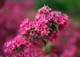 Pink Weigela Flower Seeds for Planting – Heirloom, Non-GMO, High Germination, Organic Garden Seeds, Bright Blooming Shrub