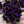 Black Coleus Flower Seeds for Planting – Heirloom, Non-GMO, High Germination, Organic Garden Seeds, Premium Quality