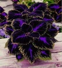 Black Coleus Flower Seeds for Planting – Heirloom, Non-GMO, High Germination, Organic Garden Seeds, Premium Quality