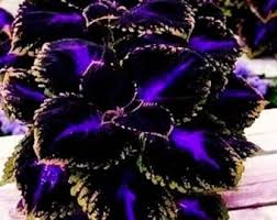 Black Coleus Flower Seeds for Planting – Heirloom, Non-GMO, High Germination, Organic Garden Seeds, Premium Quality