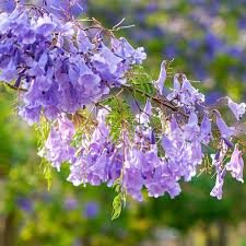 Lavender Jacaranda Flower Seeds for Planting - Heirloom, Non-GMO, Shade Tolerant, High Germination