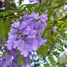 Lavender Jacaranda Flower Seeds for Planting - Heirloom, Non-GMO, Shade Tolerant, High Germination