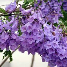 Lavender Jacaranda Flower Seeds for Planting - Heirloom, Non-GMO, Shade Tolerant, High Germination