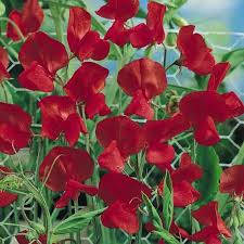 Red Sweet Pea Flower Seeds for Planting - Heirloom, Non-GMO, Sun Loving, High Germination Garden Seeds