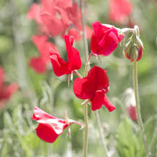 Red Sweet Pea Flower Seeds for Planting - Heirloom, Non-GMO, Sun Loving, High Germination Garden Seeds