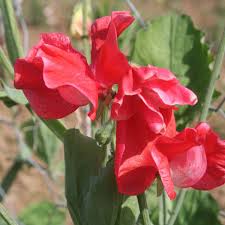 Red Sweet Pea Flower Seeds for Planting - Heirloom, Non-GMO, Sun Loving, High Germination Garden Seeds