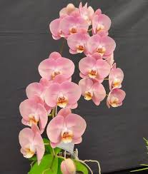 Light Pink Phalaenopsis Orchid Seeds for Planting - Heirloom, Non-GMO, Wildflower Mix, High Germination