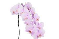 Light Pink Phalaenopsis Orchid Seeds for Planting - Heirloom, Non-GMO, Wildflower Mix, High Germination