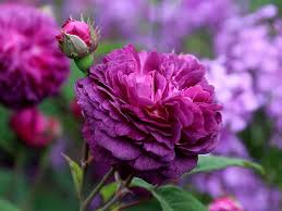 Deep Purple Climbing Rose Flower Seeds for Planting - Heirloom, Non-GMO, Organic Garden Seeds