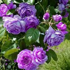 Deep Purple Climbing Rose Flower Seeds for Planting - Heirloom, Non-GMO, Organic Garden Seeds