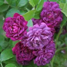 Deep Purple Climbing Rose Flower Seeds for Planting - Heirloom, Non-GMO, Organic Garden Seeds