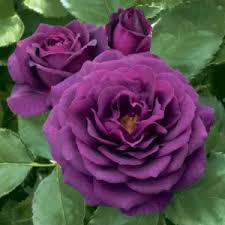 Deep Purple Climbing Rose Flower Seeds for Planting - Heirloom, Non-GMO, Organic Garden Seeds